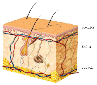 Průřez kůže obličeje